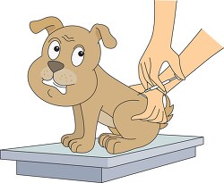dog getting a vaccination clipart