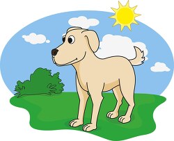 dog on grass with sky sun