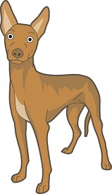 dogs pharaoh hound