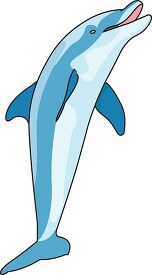 dolphin vector clipart