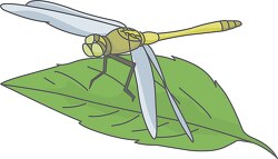 dragonfly on a plant leaf