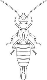 earwig insect black white outline clipart 818