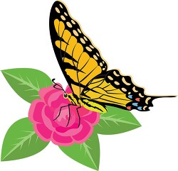 eastern tiger swallowtail on a pink camillia flower