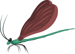 ebony jewelwing insect clipart