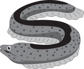 eel sea animal gray color