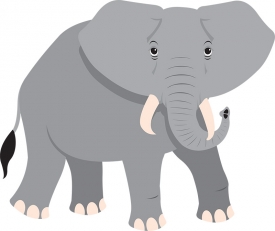 elephant gray color