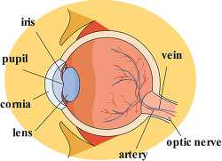 eye anatomy parts labeled