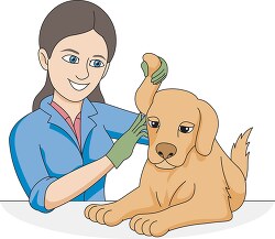 female veterinarian checking dogs ears clipart