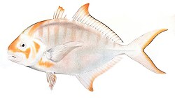 fish isolated on white background 3032