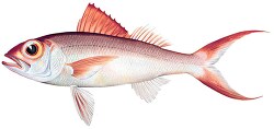 fish isolated on white background 3038
