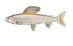 fish isolated on white background 305