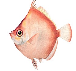 fish isolated on white background 3065
