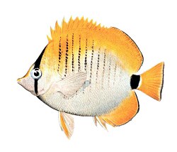 fish isolated on white background 3068