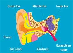 flat illustration of human ear auditory system anatomy clipart