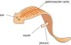 flat worm external diagram clipart illustration