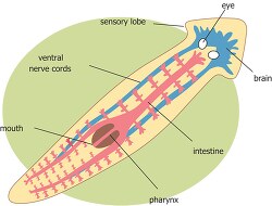 flat worm internal diagram
