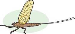 flies mayfly 726