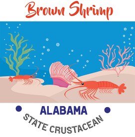 florida state crustacean brown shrimp vector clipart