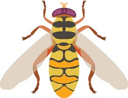 flower fly insect clipart