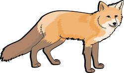 fox standing on all fours clipart