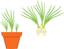 garlic growing in planter herb clipart