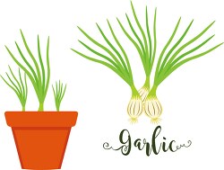 garlic growing in planter herb clipart
