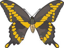 giant swallowtail butterfly clipart