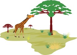 giraffe eating tree leaves in african land africa clipart