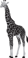 giraffe gray color 23