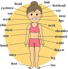 girl anatomy body parts labeled 1