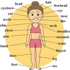 girl anatomy body parts labeled 2
