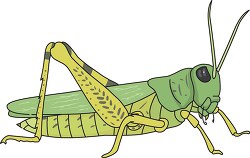 grasshopper 728
