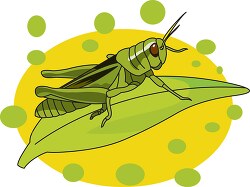 grasshopper on plant leaf clipart