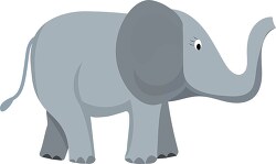 gray baby elephant