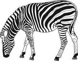 gray black white zebra clipart