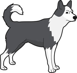 gray white husky dog clipart