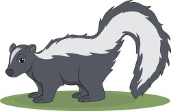 gray white skunk clipart