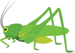 green grasshopper insect clipart