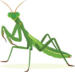 green praying mantis clipart image