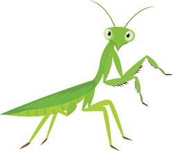 green praying mantis insect flat style clipart