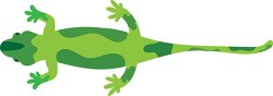green spotted salamander vector clipart