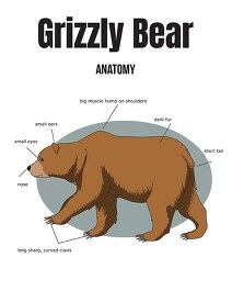 grizzly bear anatomy labeled clipart