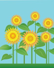 group sunflowers blue sky clipart