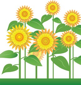 group sunflowers clipart 316
