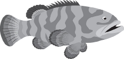 grouper marine life gray clipart