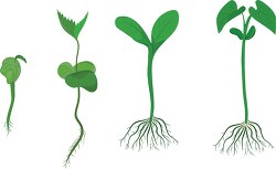 growing of a plant from seeds vector illustration