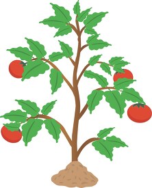 growing tomato plant clipart