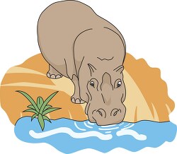 hippopotamus drinking river water clipart