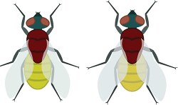 house fly insect clipart