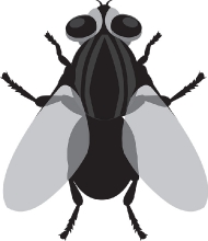 house fly insect gray clipart